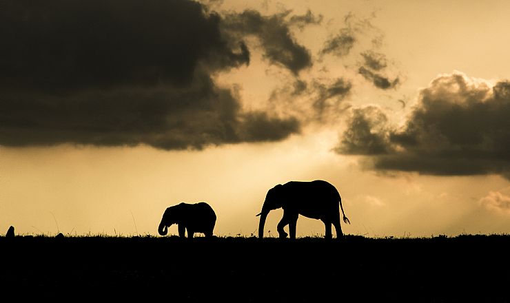 Hvilke dyr kan jeg se p safari i Tanzania? 