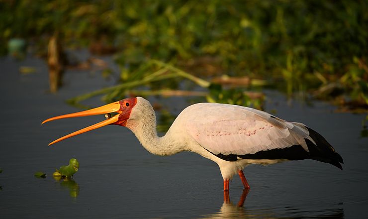 Hvilke dyr kan jeg se p safari i Uganda?