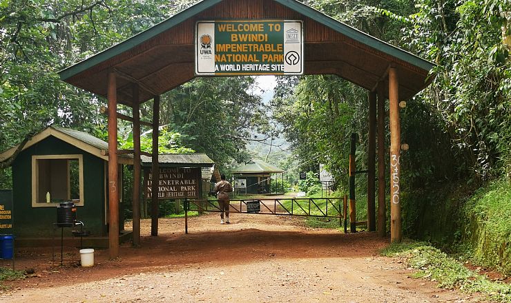 Hvor kan man se gorillaer i Uganda?