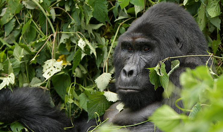 Er det dyrt at komme p gorillatrekking?