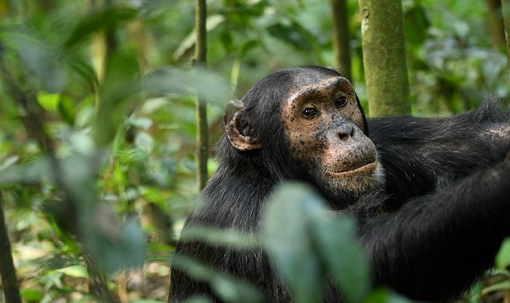 Hvor kan man se chimpanser i Uganda?