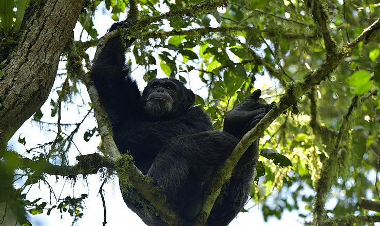 Er det dyrt at komme p chimpansetrekking?