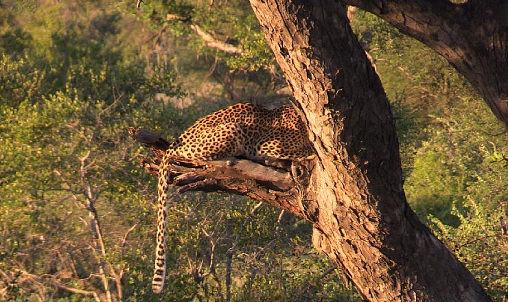 Hvilke dyr kan jeg se p safari i Sydafrika?