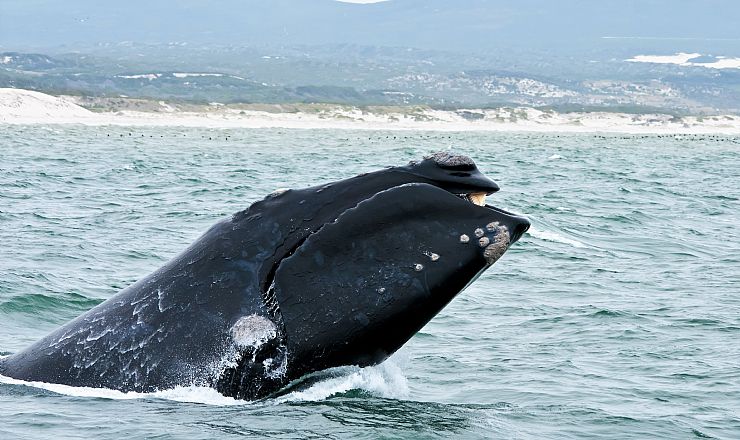 Hvornr kan man se hvaler og hajer i Sydafrika?