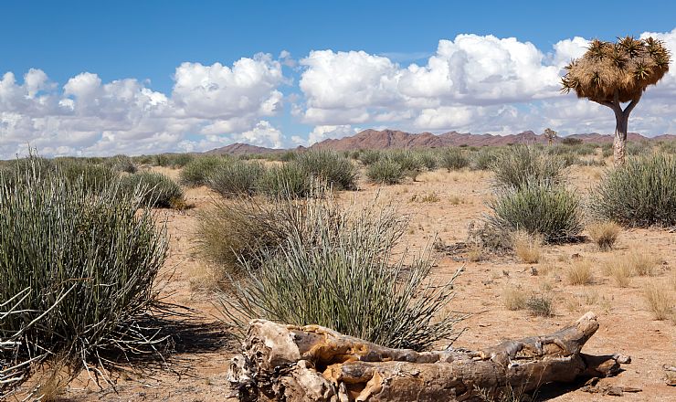 Kan man tage p� safari ifm. et bes�g i Namib-�rkenen?