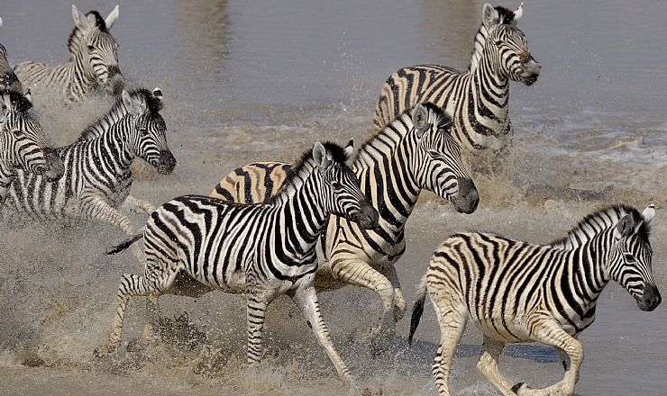 Hvilke dyr kan jeg se p safari i Namibia?