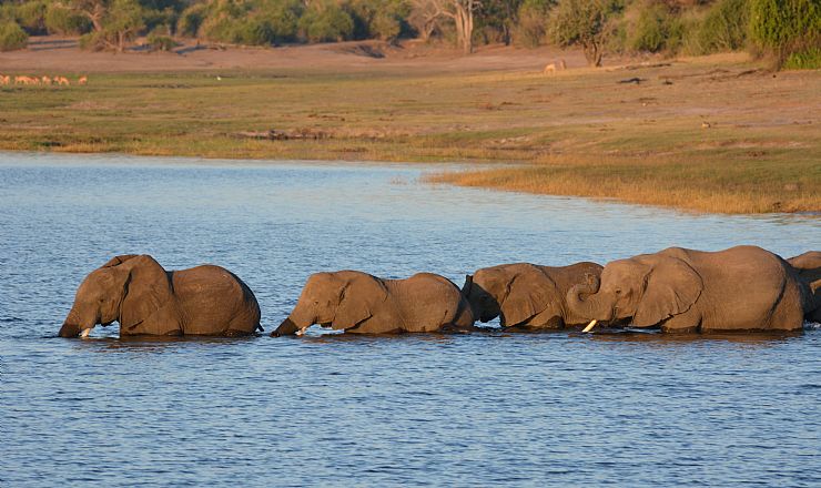 Er der mange gode safariomrder i Botswana?