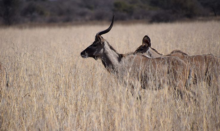 Hvilke dyr kan jeg se p safari i Botswana? 