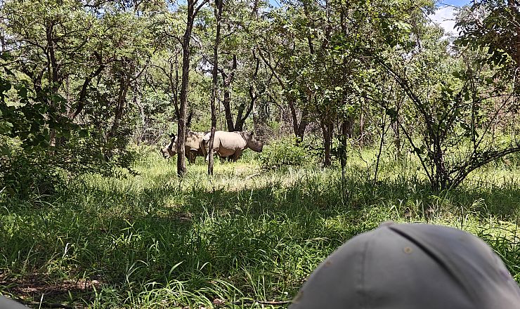 Hvilke dyr kan jeg se p safari i Zimbabwe?