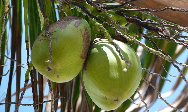 Hvad er forskellen p de forskellige omrder p Kenyakysten?