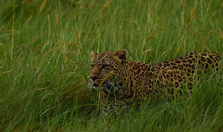 Hvor kan man se Big 5? 