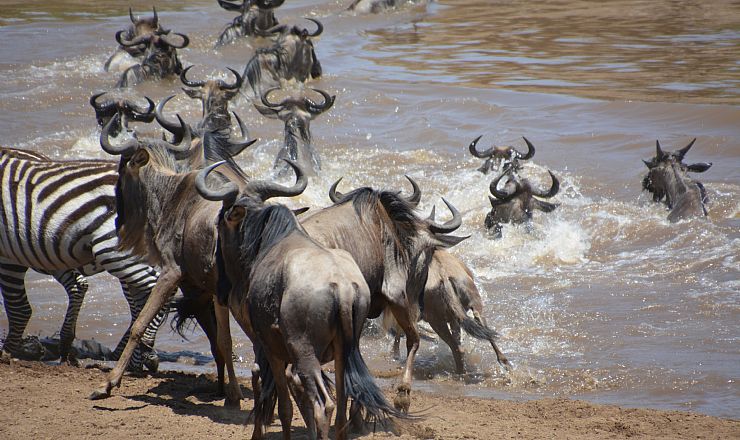Hvad er den store migration?