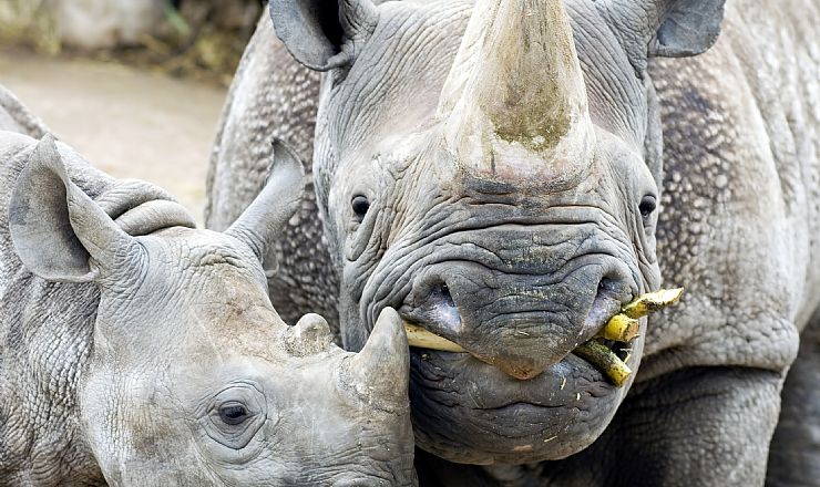 Hvilken religion har man i Afrika?