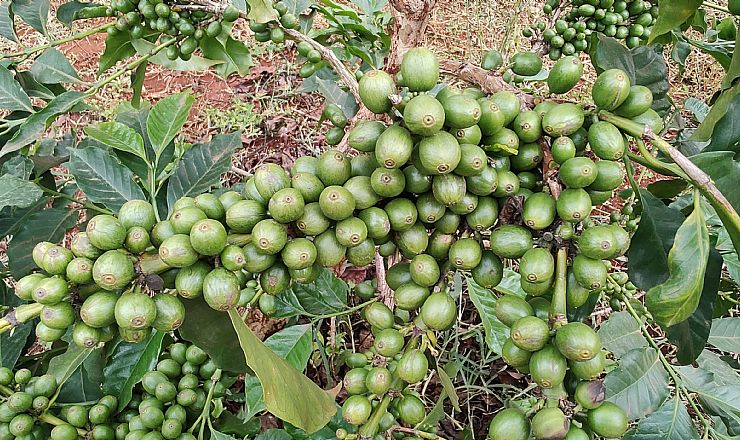 Hvilket land er det ldste i Afrika?