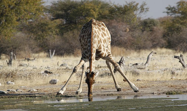 Kan jeg drikke vandet fra hanen i Afrika?