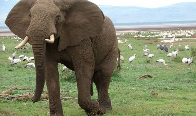 Afrikafeber - sådan startede det