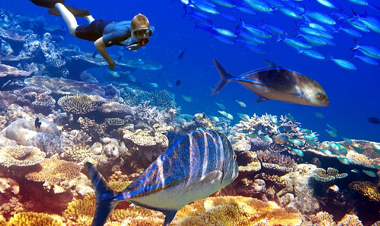 Safari og Mauritius – den perfekte kombinationsrejse