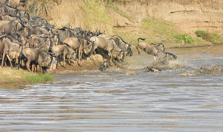 Drømmen er Afrika - hvad skal jeg vælge?