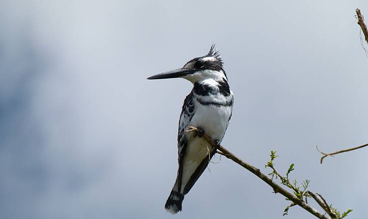 Tilbage til Kenya (2008)