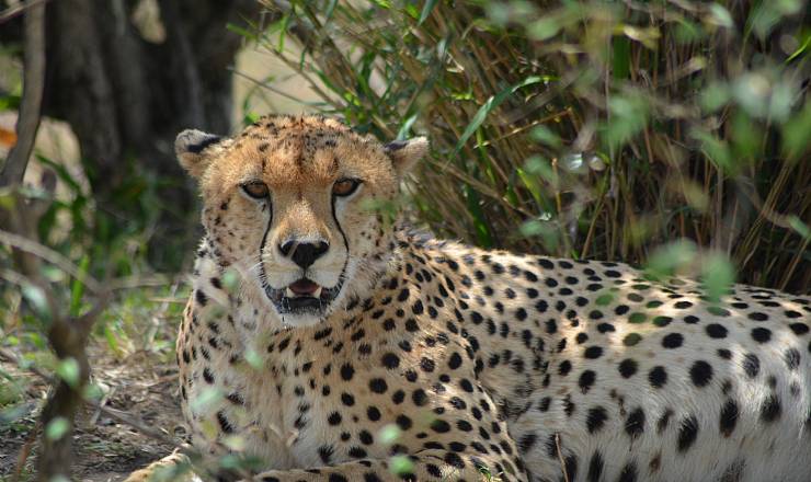 Geparden - savannens Formel 1 racer, Mara Cheetah Project