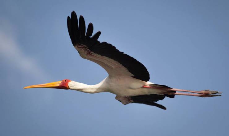 Kenya Drømme Safari med Michael