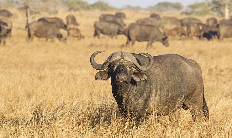 Fra rejseleder Geoffrey p Kenya Drmme Safari