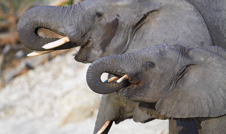 Fra rejseleder Geoffrey p privat safari med familien Boye