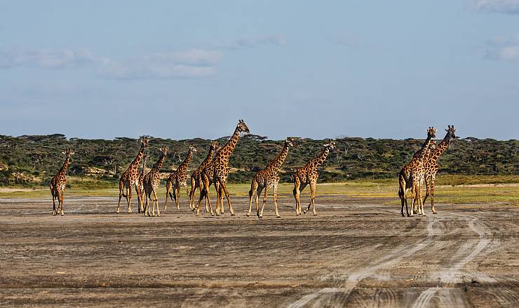 Fra rejseleder Geoffrey p privat safari med familien Boye