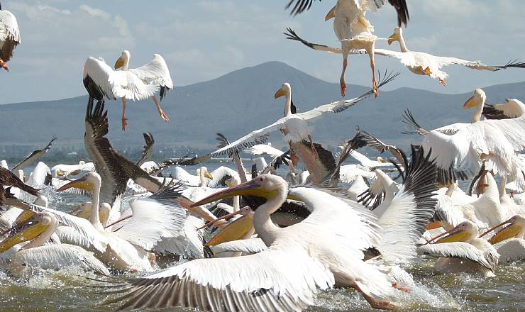 Dagbogen - en god ven (2)