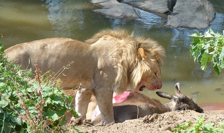 Hvordan forbereder jeg min tur?