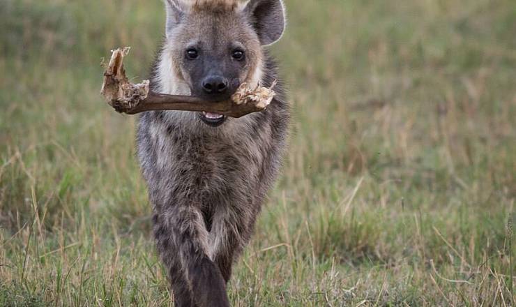 Big Cat Safari med Michael - Ægte Afrika-ekspert fra Danmark
