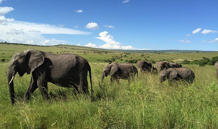 Fra rejseleder Geoffrey p privat safari med familien Clausen