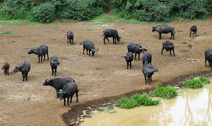 Anekdoter fra det virkelige Afrika