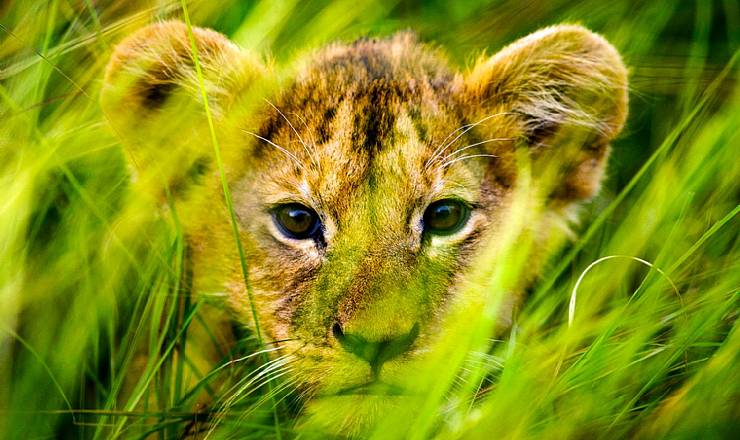 Fra rejseledere og naturfotografer Uri og Helle fra Karen Blixen Camp