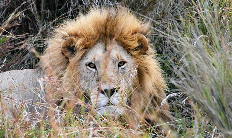 Løven - dyrenes konge - er truet