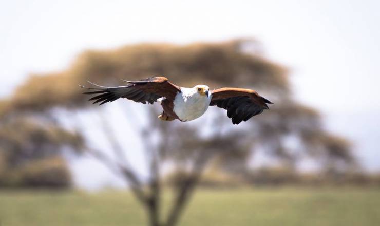 Privat fuglesafari i Kenya