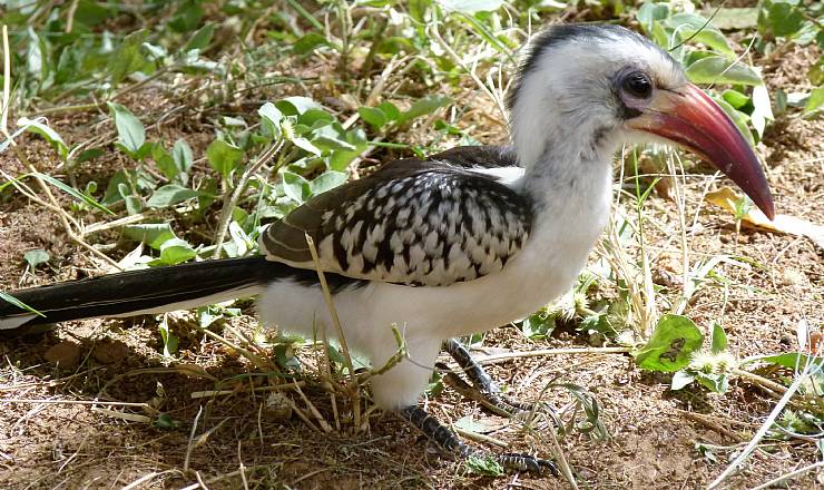 En, to, tre skyd  p fotosafari 