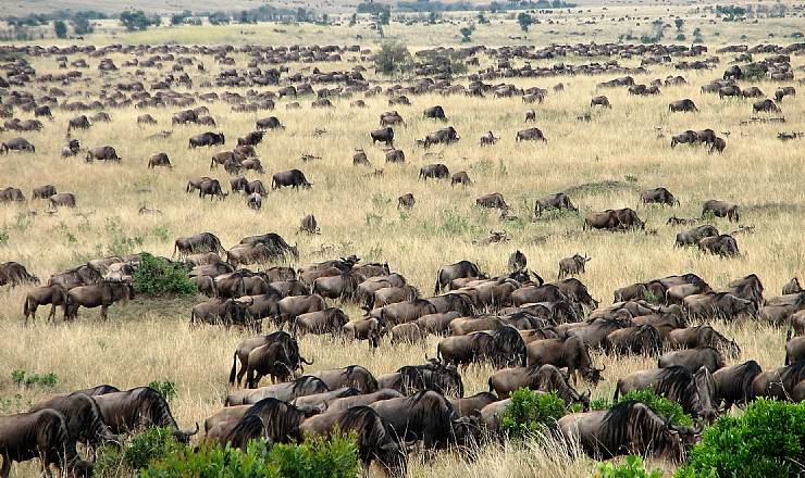Migration - hvad er det?