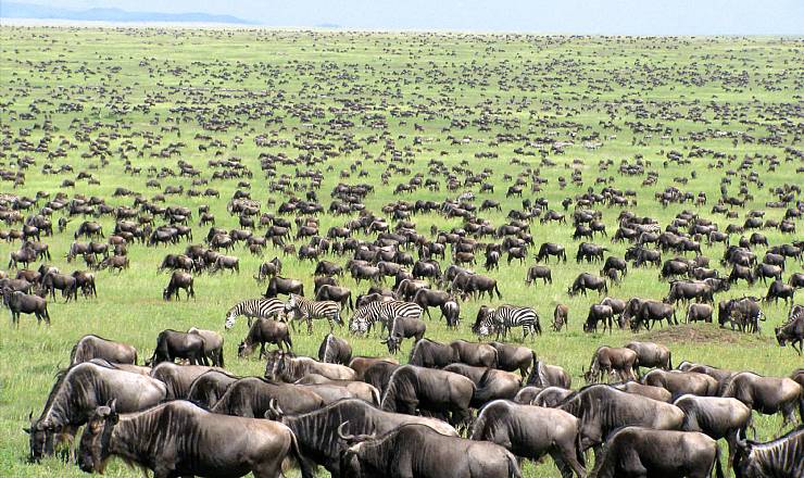 Fra rejseleder Geoffrey p� privat safari med familien Borremose