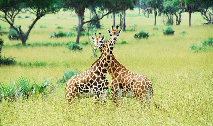 Fra rejseleder Geoffrey p privat safari med familie Skovblling