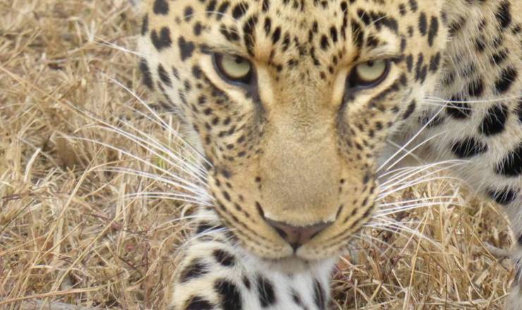 Ophold i Kruger i Sydafrika