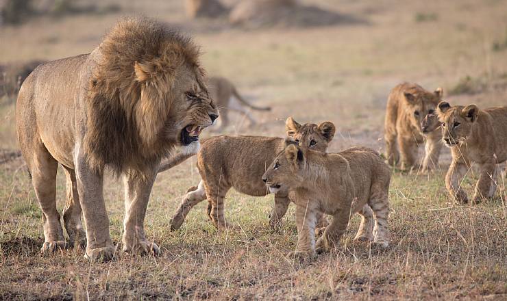 Fra rejseleder Geoffrey p privat safari med familien Hein