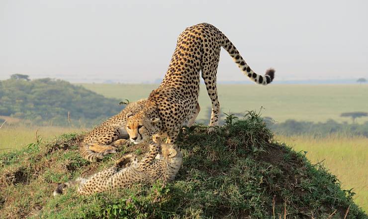 Fra rejseleder Geoffrey p privat safari med familien Olesen