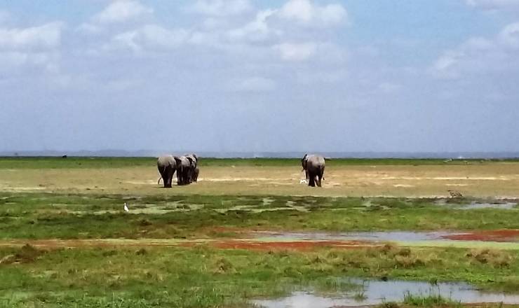 Kenya safari - skrddersyet