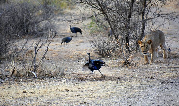 Privat safari i Kenya (2016), del 1