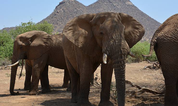 Privat safari i Kenya (2016), del 2 