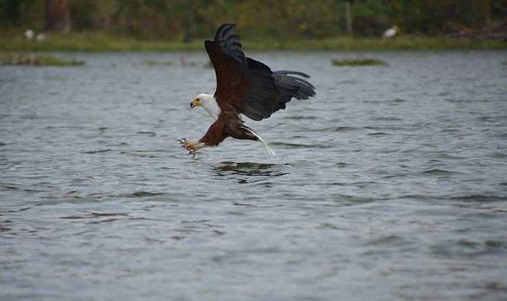 Privat safari i Kenya (2016), del 3 