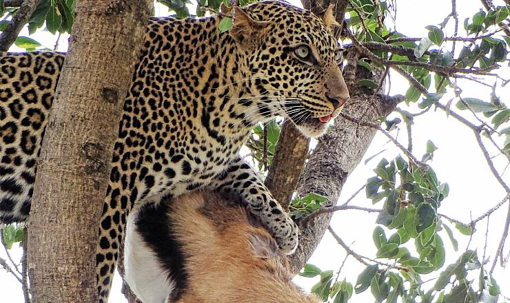 Fra rejseleder Geoffrey p Kenya Drmme Safari