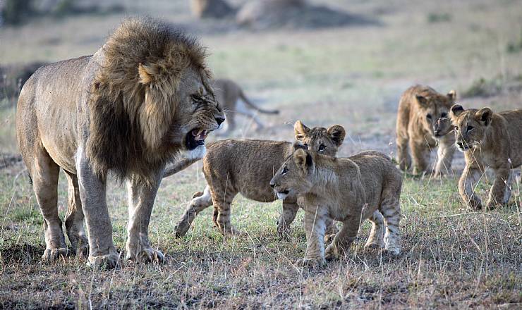 Fra rejseleder Geoffrey p privat safari med familien Nielsen