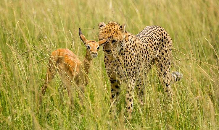 Fra rejseleder Geoffrey p privat safari med familien Ammitzbll